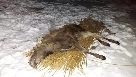 Briedės jauniklis iškeltas į krantą iš apšalusios Minijos vandenų.