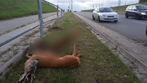 Klaipėdoje taksi automobilis partrenkė stirną