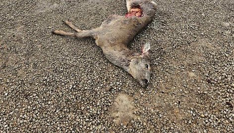 Biržų rajone vilkas sudraskė stirną