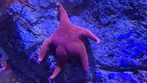 Cinoberio jūrų žvaigždė