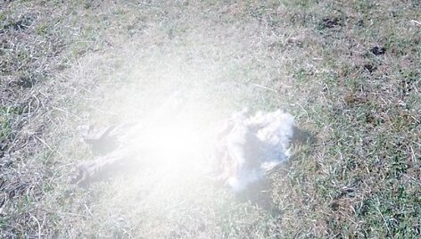 Tel&scaron;ių rajono ūkio kieme besimėtančios gai&scaron;enos