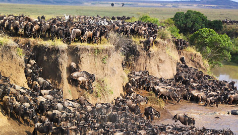 Antilopių gnu migracija Serengetyje