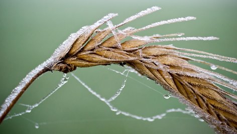 Šerkšnas ant javų