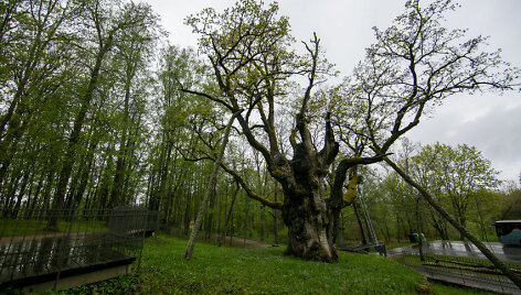 Stelmužės ąžuolas