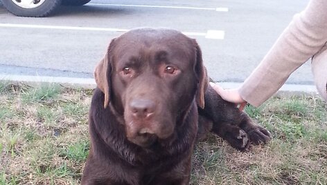&Scaron;okoladinis labradoras