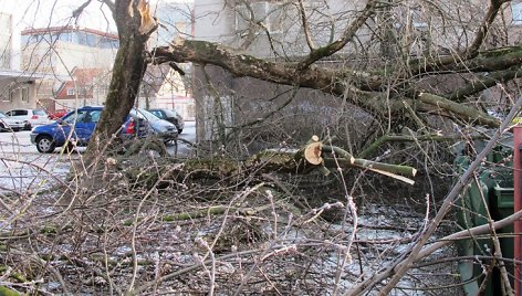 Herkaus Manto gatvėje stiprus vėjas išvertė medį.