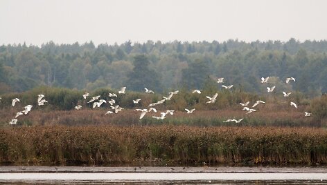 Palydos Baltosios Vokės Žuvininkystės tvenkiniuose