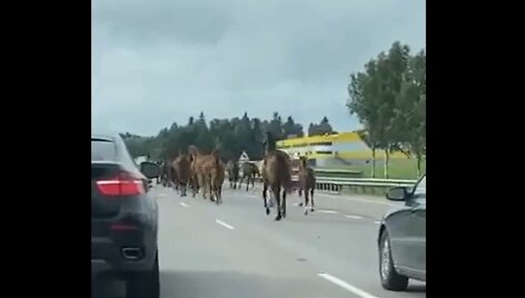 Vairuotojus nustebino keliu lekiantys žirgai