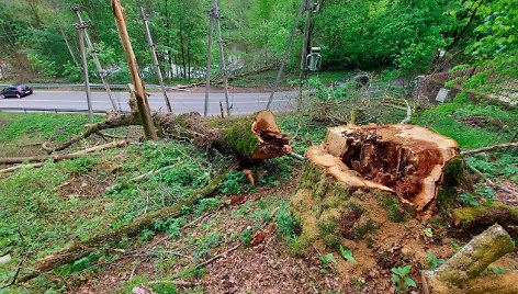 Nukirstas ąžuolas Verkių regioniniame parke