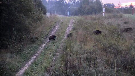 5a056ed3e2353video_5a056ed181335