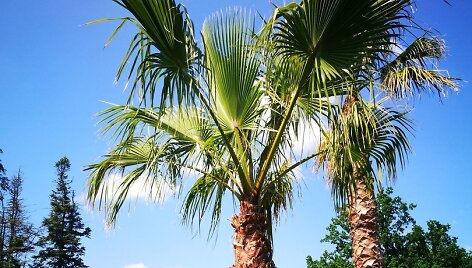 Gėlių festivalį Pakruojo dvare puo&scaron;ia de&scaron;imtmetrės palmės
