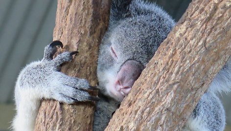 Koala