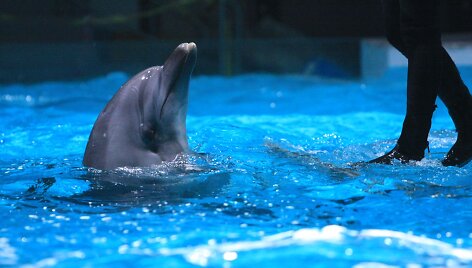 Delfinai ruo&scaron;iasi susitikimui su žiūrovais