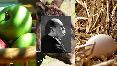 Galvosūkis apie obuolius, kiau&scaron;inius ir asilą