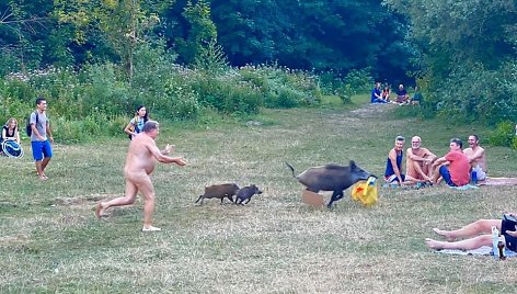 Vokietijoje nudistas vaikėsi jo nešiojamąjį kompiuterį nugvelbusią šernę