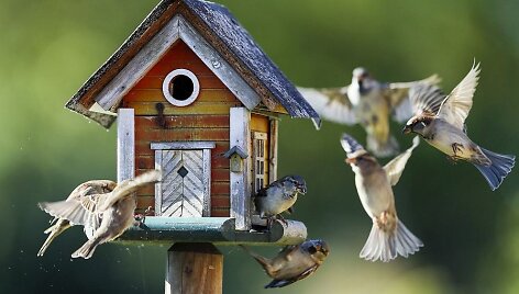 Sibirinis er&scaron;kėtžvirblis