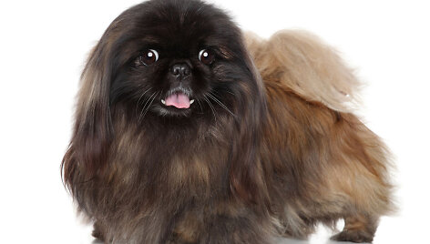  Pekinas