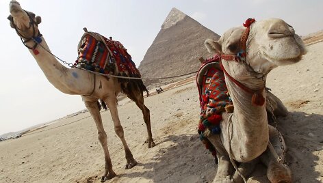 Pasaulio gyvūnai: kupranugaris