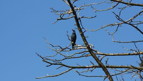 Kormoranai jau suka lizdus Juodkrantėje