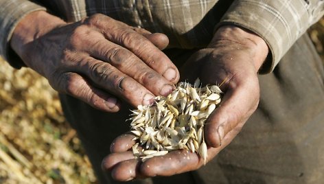 Šiemet grūdų kokybė nėra pati geriausia, bet ūkininkai nesiskundžia