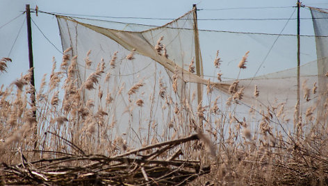 Paukščių gaudyklė