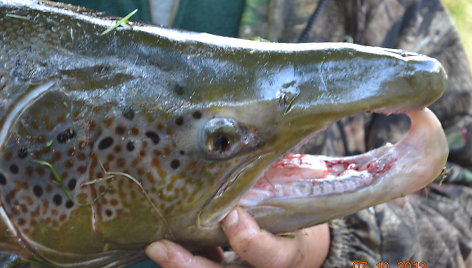 Vilniuje sužvejota 15 kg lašiša