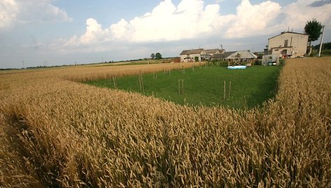 Joniškio rajone javų laukais rieda kombainai