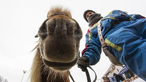 Dusetose vyksta tradicinės Sartų žirgų lenktynės.