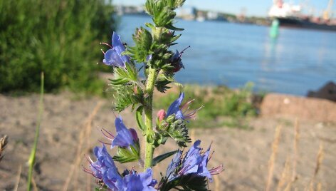 Botaninis draustinis Klaipėdos uoste
