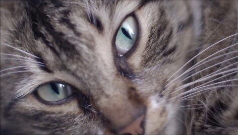 stambulo-kates-kedi-i-kino-pavasaris-2017