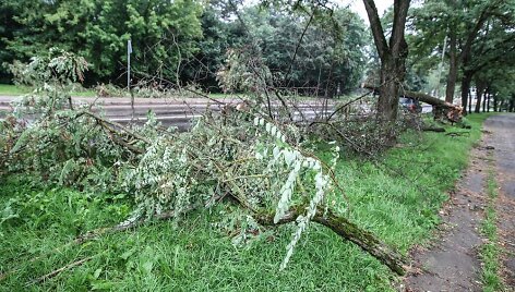 Per audrą i&scaron;vartyti medžiai tebetvarkomi