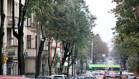 Medžiai A.Mickevičiaus gatvėje