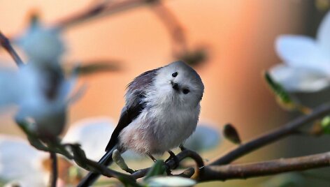 Pauk&scaron;tukas