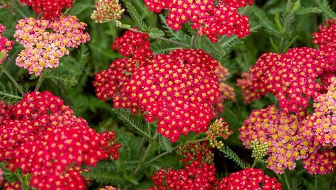 Kraujažolė (lot. Achillea millefolium) &bdquo;Sassy Summer Sangria&ldquo;