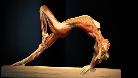 Body Worlds Vital eksponatai