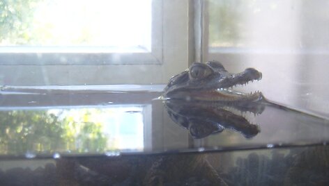 Krokodilas
