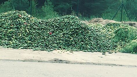Agurkai Anyk&scaron;čiu sąvartyne