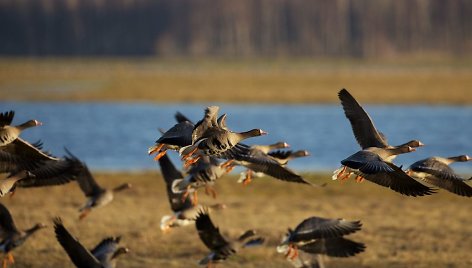 Paukščių migracija Nemuno Deltoje