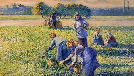 Camille'io Pissarro „La Cueillette des Pois“ (Žirnių skynimas) 