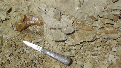 Paleontologai rado gerai i&scaron;silaikiusių fosilijų, priklausiusių amfibiniu gyvenimo būdu pasižymėjusiam banginių protėviui