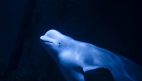 Baltasis delfinas