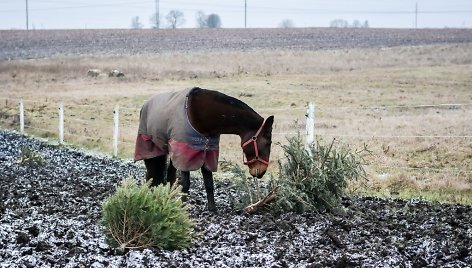 Nupuoštos žaliaskarės – geriau žirgams negu į atliekas