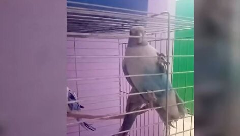 Var&scaron;uvoje užkirstas kelias retų papūgų kontrabandai