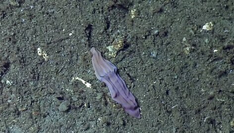Gelmių augalas, vadinamas &bdquo;violetine kojinaite&ldquo; 