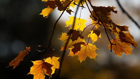 Ryškiomis spalvomis ruduo pasiryžęs nukonkuruoti pavasarį.