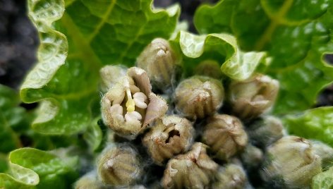 Vytauto Didžiojo universiteto Botanikos sode pražydo daugybe legendų ir mistiškų istorijų apipintas augalas – vaistinė mandragora