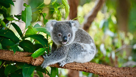 Koala