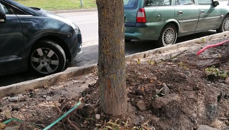 Sužalotos liepos Didlaukio gatvėje