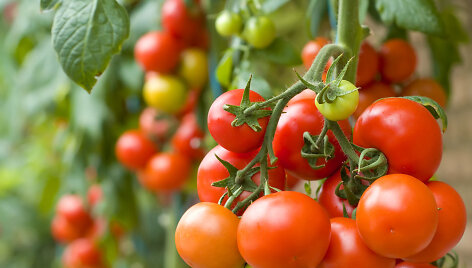 Pomidorai