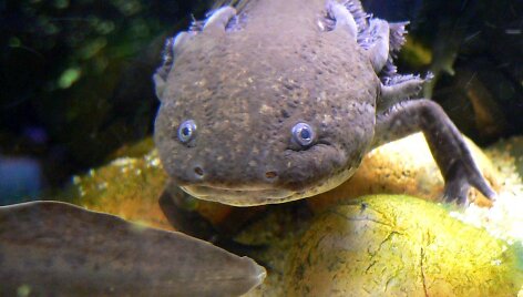 Ambystoma mexicanum (aksolotliai)